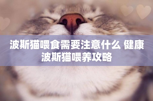 波斯貓喂食需要注意什么 健康波斯貓喂養攻略