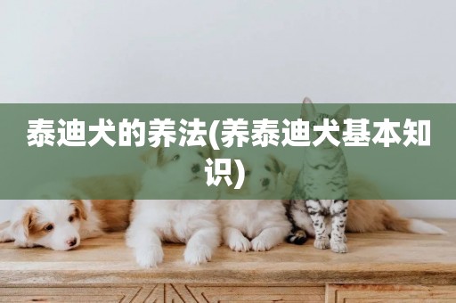 泰迪犬的養法(養泰迪犬基本知識) 
