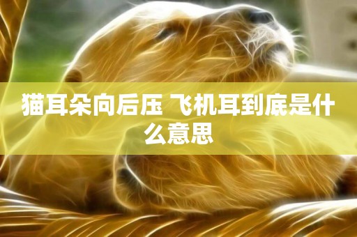 貓耳朵向后壓 飛機耳到底是什么意思