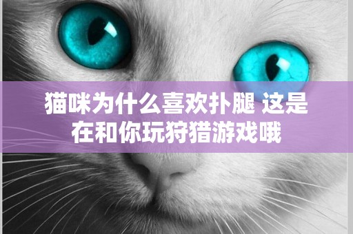 貓咪為什么喜歡撲腿 這是在和你玩狩獵游戲哦
