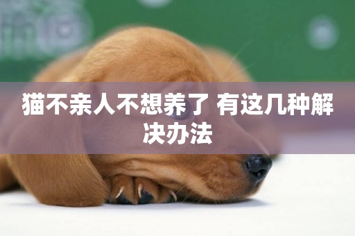貓不親人不想養了 有這幾種解決辦法