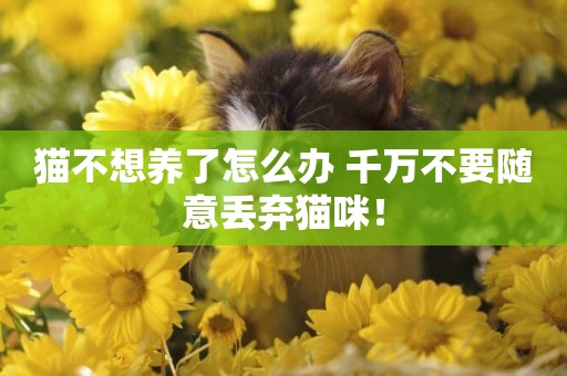 貓不想養了怎么辦 千萬不要隨意丟棄貓咪！