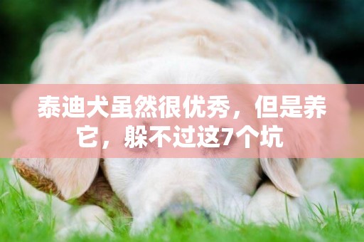 泰迪犬雖然很優秀，但是養它，躲不過這7個坑 
