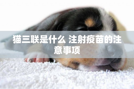 貓三聯是什么 注射疫苗的注意事項