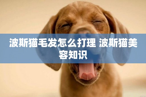 波斯貓毛發怎么打理 波斯貓美容知識