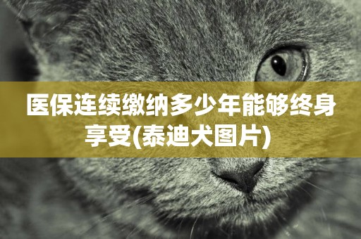 醫保連續繳納多少年能夠終身享受(泰迪犬圖片) 