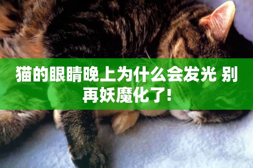 貓的眼睛晚上為什么會發光 別再妖魔化了!