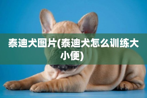 泰迪犬圖片(泰迪犬怎么訓練大小便) 