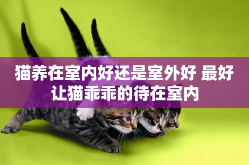 貓養在室內好還是室外好 最好讓貓乖乖的待在室內