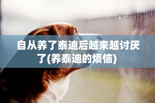 自從養了泰迪后越來越討厭了(養泰迪的煩惱) 