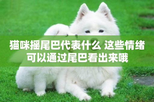 貓咪搖尾巴代表什么 這些情緒可以通過尾巴看出來哦