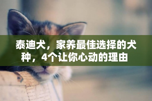 泰迪犬，家養最佳選擇的犬種，4個讓你心動的理由 