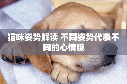 貓咪姿勢解讀 不同姿勢代表不同的心情哦