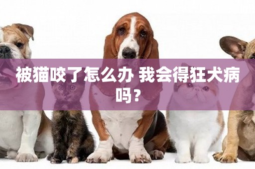 被貓咬了怎么辦 我會得狂犬病嗎？
