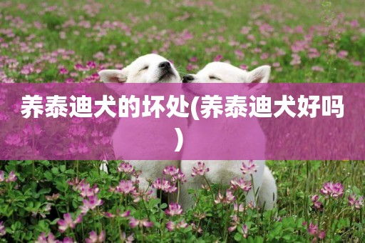 養泰迪犬的壞處(養泰迪犬好嗎) 