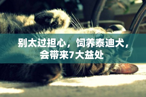別太過擔心，飼養泰迪犬，會帶來7大益處 