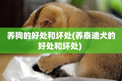 養狗的好處和壞處(養泰迪犬的好處和壞處) 