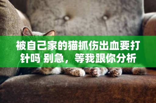 被自己家的貓抓傷出血要打針嗎 別急，等我跟你分析