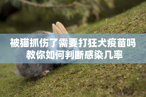 被貓抓傷了需要打狂犬疫苗嗎 教你如何判斷感染幾率
