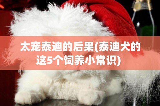 太寵泰迪的后果(泰迪犬的這5個飼養小常識) 