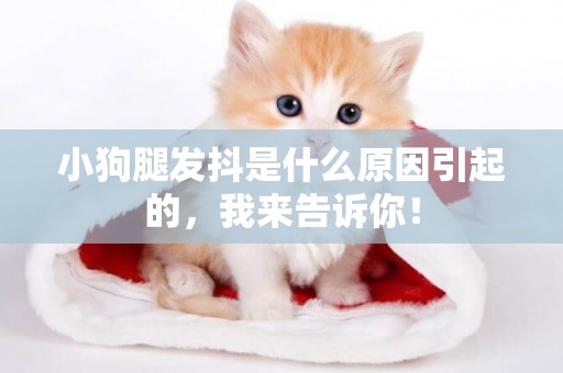 小狗腿發抖是什么原因引起的，我來告訴你！
