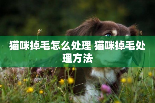 貓咪掉毛怎么處理 貓咪掉毛處理方法