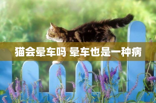 貓會暈車嗎 暈車也是一種病