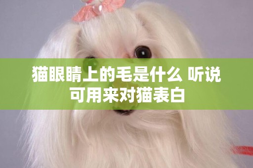 貓眼睛上的毛是什么 聽說可用來對貓表白