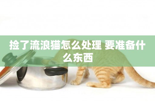撿了流浪貓怎么處理 要準備什么東西