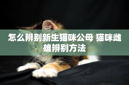 怎么辨別新生貓咪公母 貓咪雌雄辨別方法