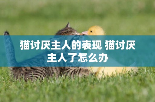 貓討厭主人的表現 貓討厭主人了怎么辦
