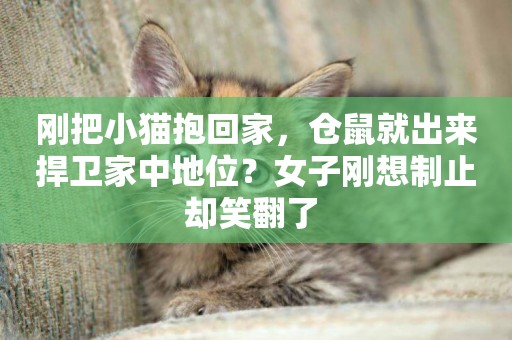 剛把小貓抱回家，倉鼠就出來捍衛家中地位？女子剛想制止卻笑翻了 