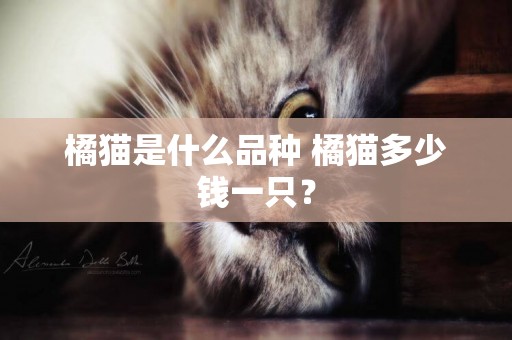 橘貓是什么品種 橘貓多少錢一只？