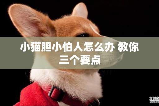 小貓膽小怕人怎么辦 教你三個要點