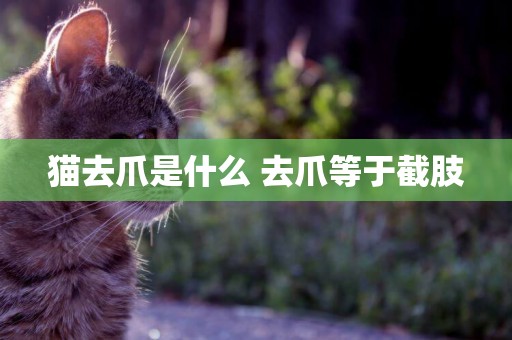 貓去爪是什么 去爪等于截肢