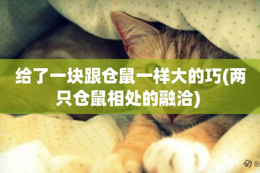 給了一塊跟倉鼠一樣大的巧(兩只倉鼠相處的融洽) 