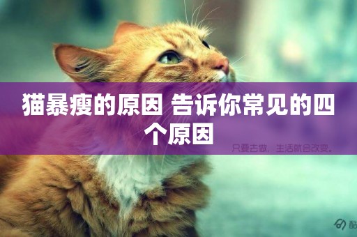 貓暴瘦的原因 告訴你常見的四個原因