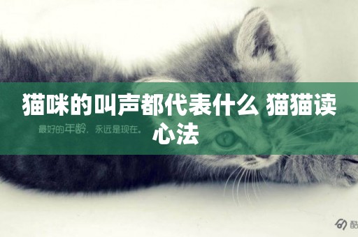 貓咪的叫聲都代表什么 貓貓讀心法 