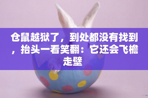 倉鼠越獄了，到處都沒有找到，抬頭一看笑翻：它還會飛檐走壁 