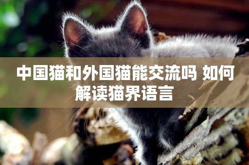 中國貓和外國貓能交流嗎 如何解讀貓界語言