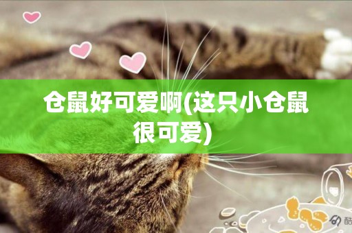 倉鼠好可愛啊(這只小倉鼠很可愛) 