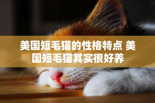 美國短毛貓的性格特點 美國短毛貓其實很好養