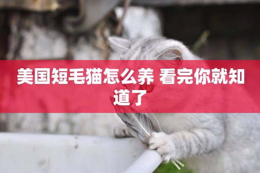 美國短毛貓怎么養 看完你就知道了