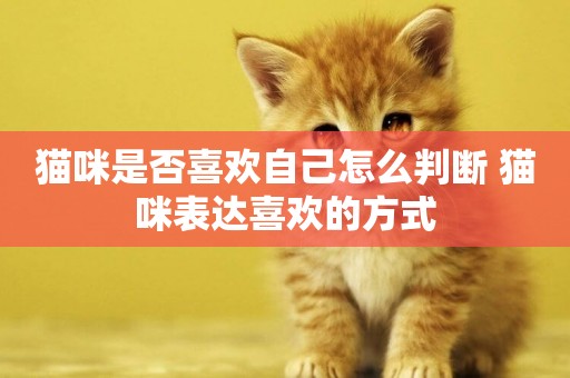 貓咪是否喜歡自己怎么判斷 貓咪表達喜歡的方式