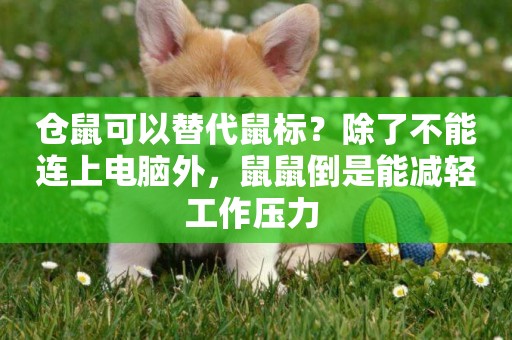 倉鼠可以替代鼠標？除了不能連上電腦外，鼠鼠倒是能減輕工作壓力 