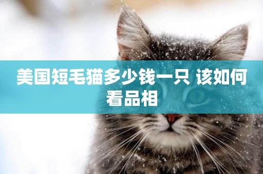 美國短毛貓多少錢一只 該如何看品相