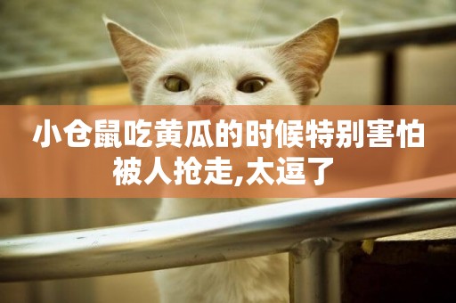 小倉鼠吃黃瓜的時候特別害怕被人搶走,太逗了 