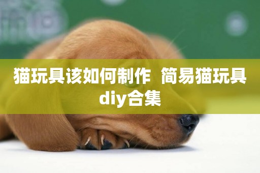 貓玩具該如何制作  簡易貓玩具diy合集