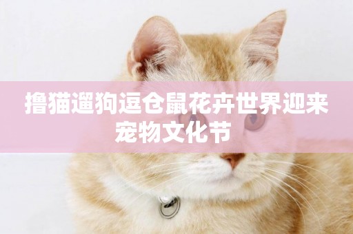 擼貓遛狗逗倉鼠花卉世界迎來寵物文化節 