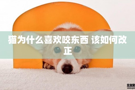 貓為什么喜歡咬東西 該如何改正